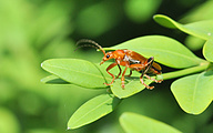 Common Red Soldier Beetle (Rhagonycha fulva)